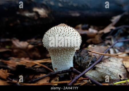 Allemagne, Bavière, Ebrach, Common puffball (Lycoperdon perlatum) croissant dans forêt d'automne Banque D'Images