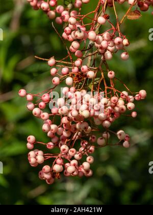 Sorbus Vilmorinii / Vilmorin's rowan / Vilmorin's mountain ash tree fruits rouges en septembre, UK Banque D'Images