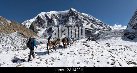Groupe de randonnée avec animaux de bât à Chonbarden Glacier, Tukuche Peak, Dhaulagiri Trek Circuit, Himalaya, Népal Banque D'Images