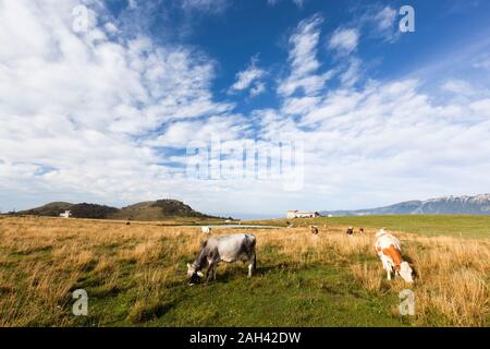 L'Italie, Vérone, Lessinia, troupeau de vaches au pâturage dans domaine Banque D'Images