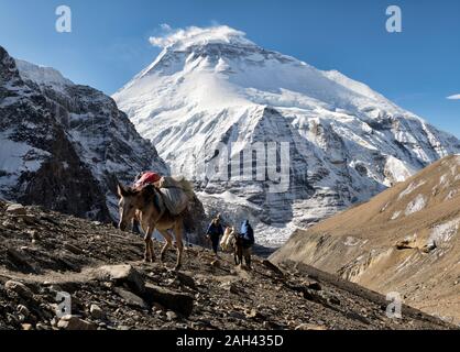 Groupe de randonnée avec animaux de bât à Chonbarden Glacier, Dhaulagiri, French Pass, Dhaulagiri Trek Circuit, Himalaya, Népal Banque D'Images