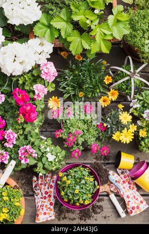 Fraîchement colorées fleurs d'été en pot Banque D'Images