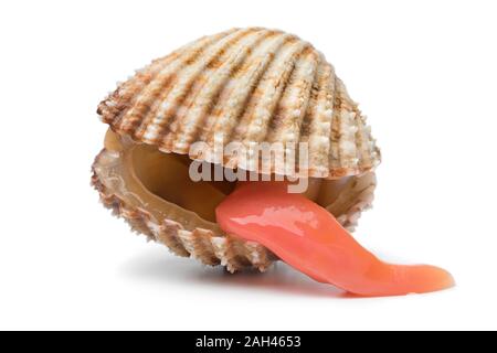 Frais unique avec une coque épineuse étendre pied longtemps isolé sur fond blanc Banque D'Images