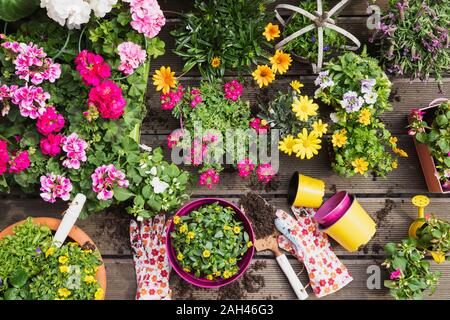 Fraîchement colorées fleurs d'été en pot Banque D'Images