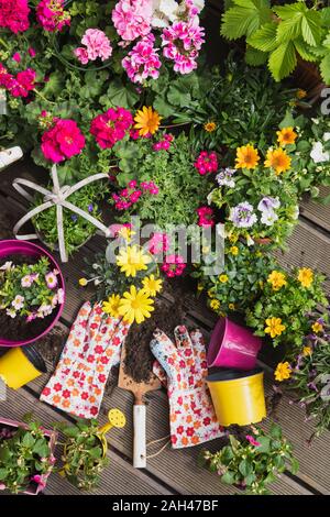 Fraîchement colorées fleurs d'été en pot Banque D'Images