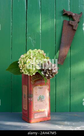 L'Hydrangea flowers blooming dans la vieille cartouche de métal en face de clôture verte Banque D'Images