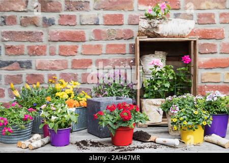 Fraîchement colorées fleurs d'été en pot Banque D'Images