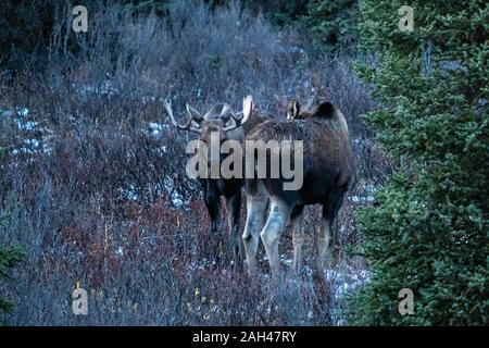 Un Alaskan bull moose s'approche d'une femme pendant l'automne de l'ornière dans le parc national Denali, McKinley Park, Alaska. Banque D'Images