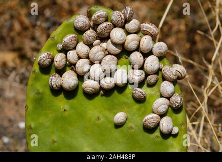 Espagne, Canaries, oponce de l'est couvert dans les escargots Banque D'Images