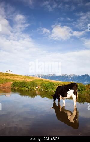 L'Italie, Vérone, Lessinia, troupeau de vaches au pâturage dans domaine Banque D'Images