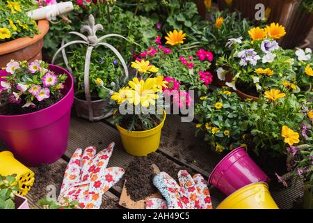 Fraîchement colorées fleurs d'été en pot Banque D'Images