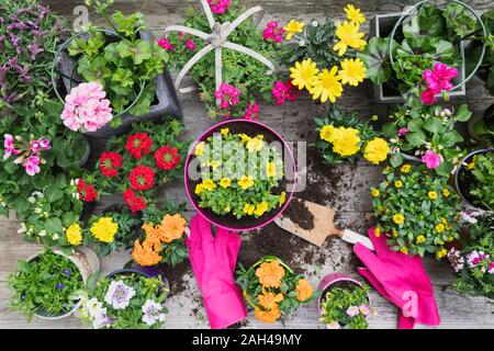 Fraîchement colorées fleurs d'été en pot Banque D'Images