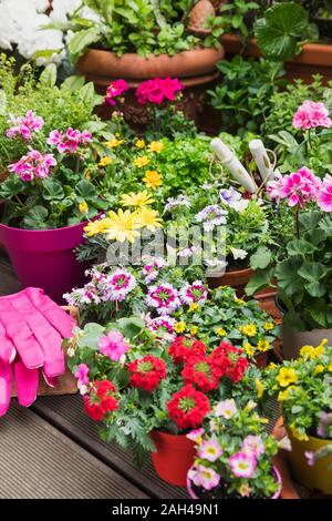 Fraîchement colorées fleurs d'été en pot Banque D'Images