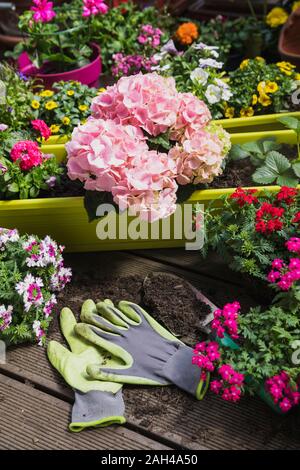 Fraîchement colorées fleurs d'été en pot Banque D'Images