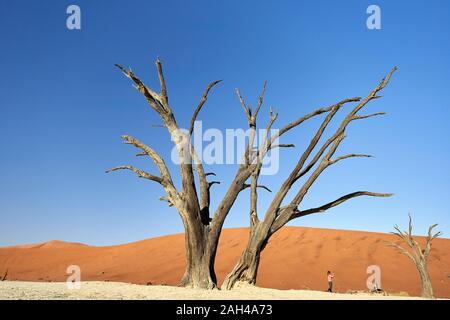 Arbres morts dans Deadvlei, Sossusvlei, désert du Namib, Namibie Banque D'Images