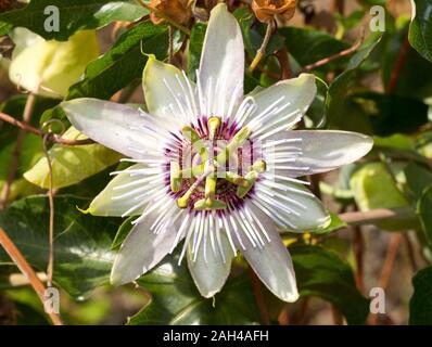 France, Corse, Close-up de fleur de la passion (Passiflora edulis) Banque D'Images