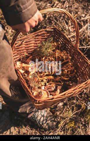Cueillette de champignons en automne Banque D'Images