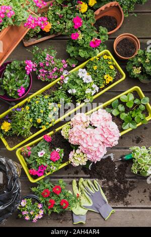 Fraîchement colorées fleurs d'été en pot Banque D'Images