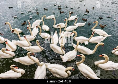 La Suisse, Canton de Zurich, Zurich, Troupeau de cygnes tuberculés (Cygnus olor) baignade dans le lac de Zurich Banque D'Images