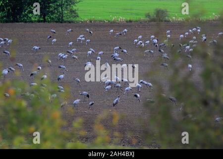 Allemagne, Brandebourg, Troupeau de grues le pâturage dans le domaine de l'automne Banque D'Images