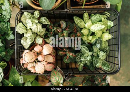 Plantes en pot dans un panier Banque D'Images