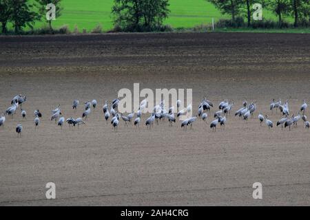 Allemagne, Brandebourg, Troupeau de grues le pâturage dans le domaine de l'automne Banque D'Images