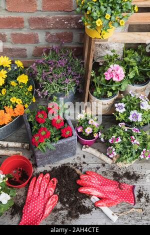 Fraîchement colorées fleurs d'été en pot Banque D'Images