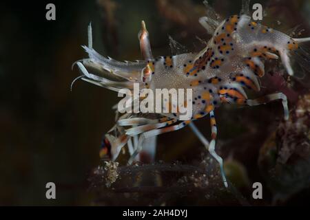 Les crevettes tigrées (Phyllognathia ceratophthalma). Photo a été prise à Ambon en Indonésie Banque D'Images