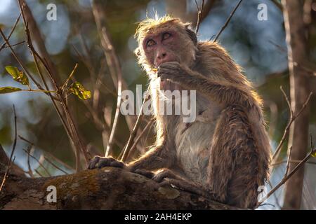 Singe macaque à Méneriya, Sri Lanka. Banque D'Images