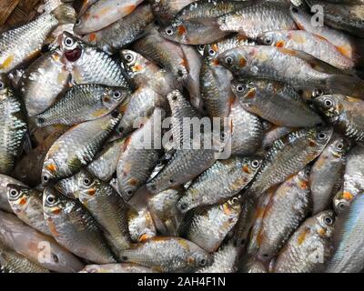 Poissons d'eau douce du Bangladesh. Banque D'Images