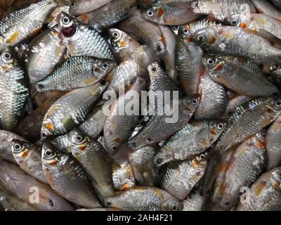 Poissons d'eau douce du Bangladesh. Banque D'Images