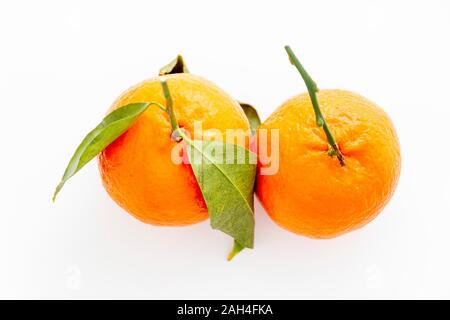 Orange mandarines fraîchement cueillies de l'arbre sur fond blanc Banque D'Images