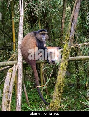 Le singe doré dans le toilettage le parc national des volcans, Rwanda Banque D'Images