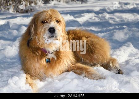 Chien de race mélangée à la fourrure dorée barbu est couché dans la neige dans un parc de Toronto Banque D'Images