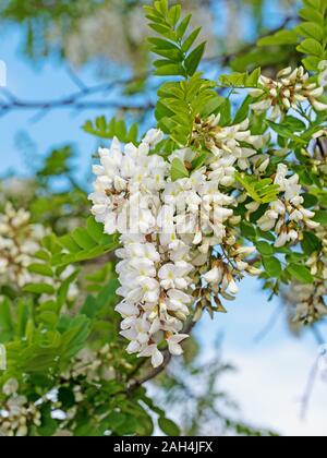 Robinia pseudoacacia robinia, floraison Banque D'Images