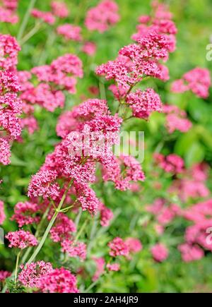 Épi rouge fleur, Centranthus ruber, dans le jardin Banque D'Images