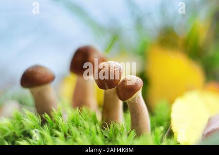 Les champignons poussent dans la forêt en automne Banque D'Images