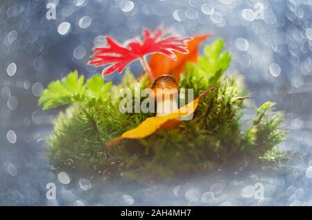 Un petit champignon comestible sur un arrière-plan flou naturel. Macro, selective focus Banque D'Images
