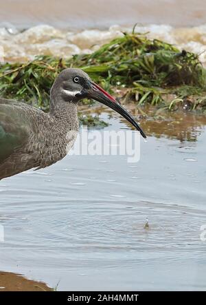 (Bostrychia hagedash Ibis hagedash nilotica) close up of adulte tête Lac Victoria, Ouganda Novembre Banque D'Images