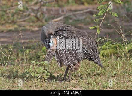 Pintade de Numidie (Numida meleagris meleagris) lissage immatures du parc national du lac Mburo, novembre Ouganda Banque D'Images