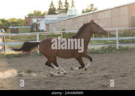 Hanovrien cheval couleur brun rouge avec bande blanche line Banque D'Images