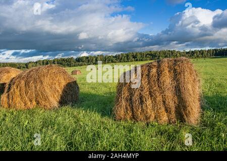 Meules sur un champ fauché vert vif sur un fond de forêt et de ciel avec de beaux nuages de secours. Beau paysage rural. La Russie Banque D'Images