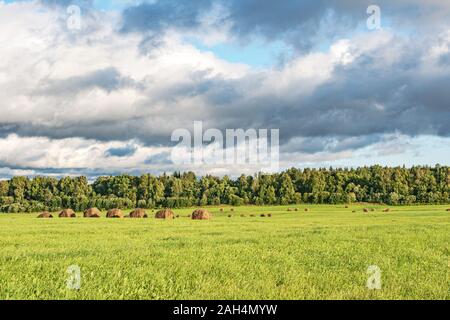 Meules sur un champ fauché vert vif sur un fond de forêt et de ciel avec de beaux nuages de secours. Beau paysage rural. La Russie Banque D'Images