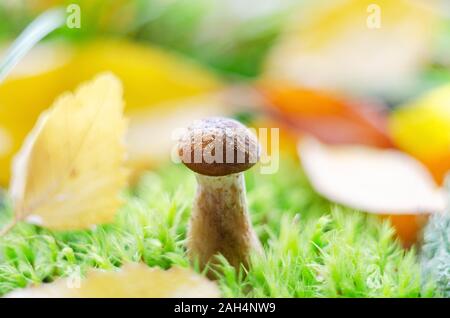 Une petite pousse de champignons comestibles dans la forêt Banque D'Images