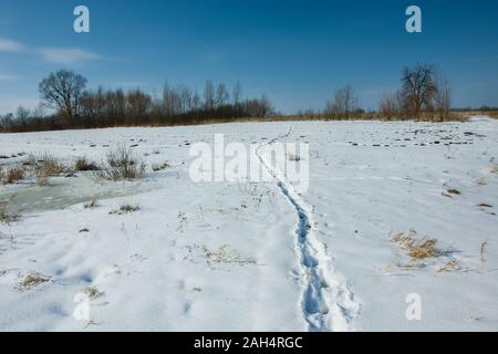 Des traces d'animaux sur la neige, horizon et ciel bleu Banque D'Images