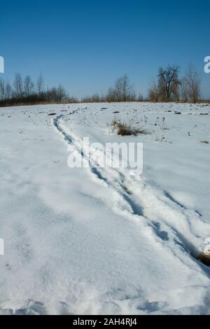 Des traces d'animaux sur la neige, hiver afficher Banque D'Images