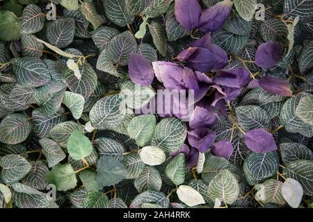 Feuilles pourpres de Perilla frutescens dans le jardin Banque D'Images