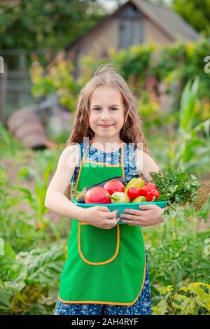 Jolie petite fille dans le jardin avec une récolte de légumes mûrs. La jeune fille rassemble une récolte de tomates biologiques mûres dans le jardin. Banque D'Images