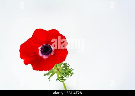 FLEURS D'ANEMON ROUGES, anemone coronaria Banque D'Images