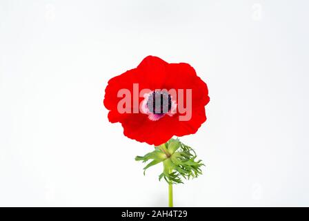 FLEURS D'ANEMON ROUGES, anemone coronaria Banque D'Images